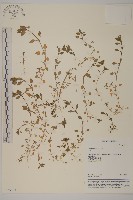 繁縷藏品圖，第1張