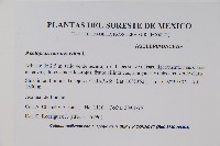 尖尾鳳、馬利筋藏品圖，第2張