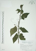 馬櫻丹藏品圖，第1張