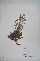 中國勿忘草藏品圖，第1張