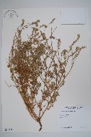 登錄號:S035116藏品圖，第1張