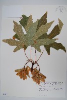 大葉槭藏品圖，第1張