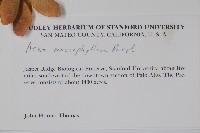 大葉槭藏品圖，第2張