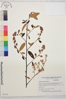 天藍美洲茶藏品圖，第1張