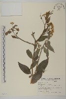 登錄號:S035131藏品圖，第1張