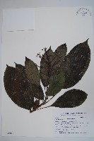 美洲樹參藏品圖，第1張