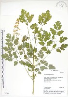 臺灣黃菫藏品圖，第1張