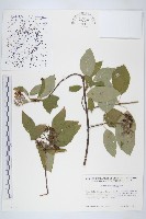 登錄號:S035136藏品圖，第1張