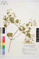 登錄號:S035148藏品圖，第1張