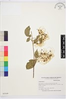 登錄號:S035149藏品圖，第1張