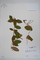 登錄號:S035152藏品圖，第1張