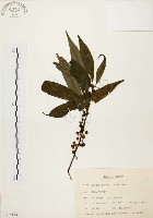 山胡椒藏品圖，第1張