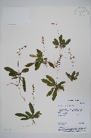 哈哼花藏品圖，第1張