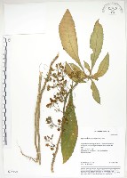 同蕊草、異色線柱苣苔藏品圖，第1張