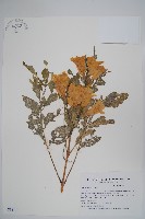 黃鐘花藏品圖，第1張