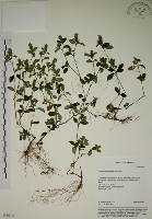 爵床藏品圖，第1張