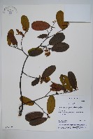 瓜馥木藏品圖，第1張