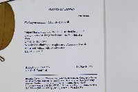 瓜馥木藏品圖，第2張