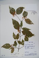 登錄號:S035171藏品圖，第1張