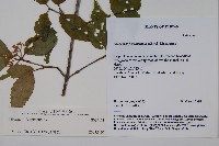 登錄號:S035171藏品圖，第2張