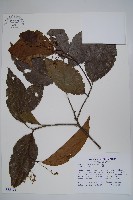 登錄號:S035175藏品圖，第1張