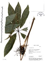 七葉一枝花藏品圖，第1張