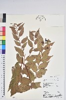 白珠樹藏品圖，第1張