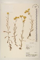 鼠麴草藏品圖，第1張