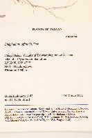 鼠麴草藏品圖，第2張