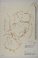 天蓬草、雀舌草藏品圖，第1張