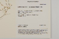 天蓬草、雀舌草藏品圖，第2張