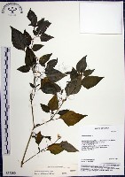 光果龍葵藏品圖，第1張