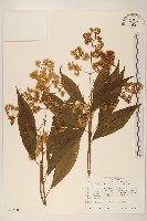 登錄號:S035206藏品圖，第1張