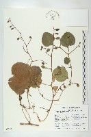 登錄號:S035208藏品圖，第1張