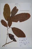 登錄號:S035229藏品圖，第1張