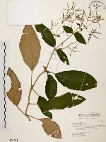 旋莢木藏品圖，第1張