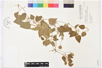 屏東鐵線蓮藏品圖，第1張