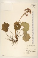 臺灣款冬藏品圖，第1張