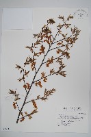 阿里山千金榆藏品圖，第1張