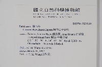 阿里山千金榆藏品圖，第2張