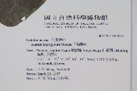 下花細辛藏品圖，第2張