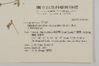 天蓬草、雀舌草藏品圖，第2張