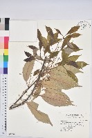 青剛櫟、鐵椆藏品圖，第1張