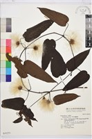 亨利氏鐵線蓮藏品圖，第1張