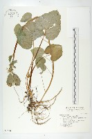 山葵藏品圖，第1張