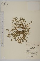 繁縷藏品圖，第1張