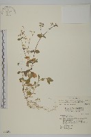 簇生卷耳藏品圖，第1張