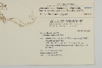 簇生卷耳藏品圖，第2張