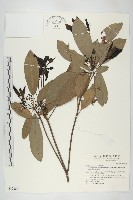 耿氏虎皮楠藏品圖，第1張