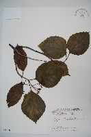 日本莢迷藏品圖，第1張